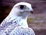 ������ ������� ����� �������