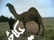 ������ ������� ������@