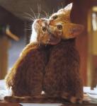 ������ ������� ����� ����