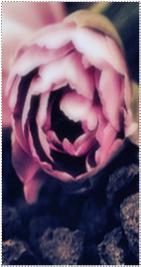 ������ ������� �����