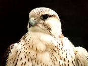 ������ ������� ��������