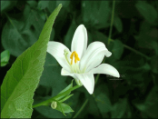 ������ ������� ����� ���� ����