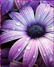 ������ ������� ���� �����