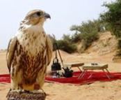 ������ ������� ����������